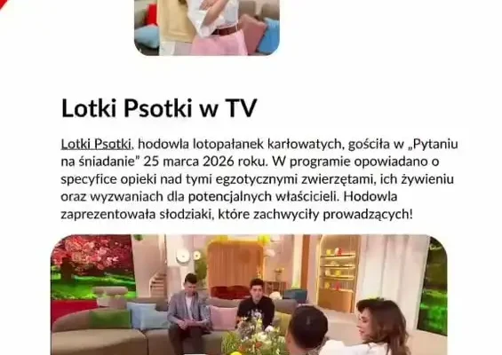 Spotkanie z lotopałanką w GOK – edukacja i zabawa dla całych rodzin