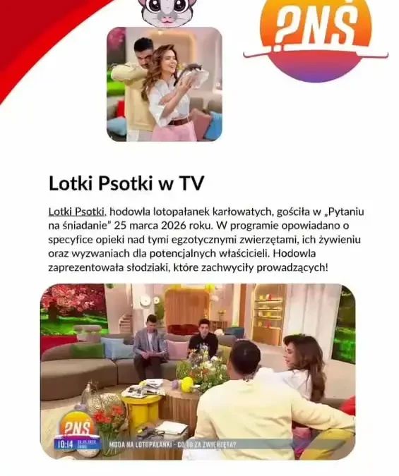 Spotkanie z lotopałanką w GOK – edukacja i zabawa dla całych rodzin
