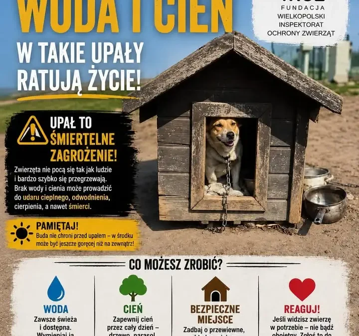 Upały zagrażają zwierzętom – jak pomóc?