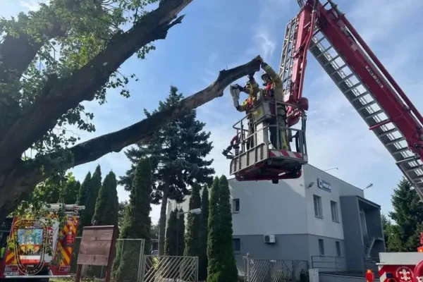 OSP Pyzdry interweniowało przy gnieździe owadów i usunięciu drzewa